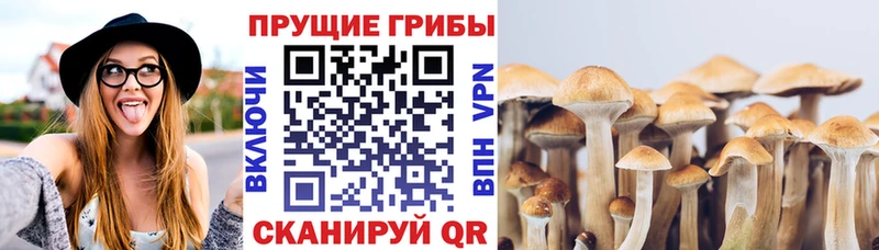 Галлюциногенные грибы GOLDEN TEACHER  omg tor  Энгельс 